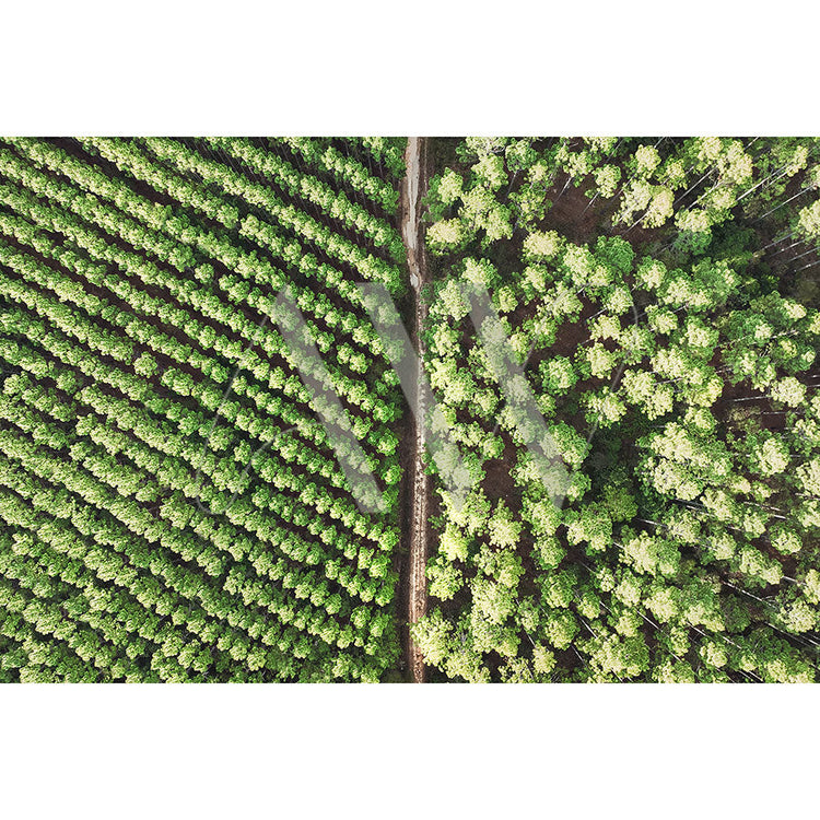 Aerial view of a lush green forest divided by a road. On the left, trees are densely packed in neat rows, while on the right, trees are scattered, showcasing two contrasting planting patterns.