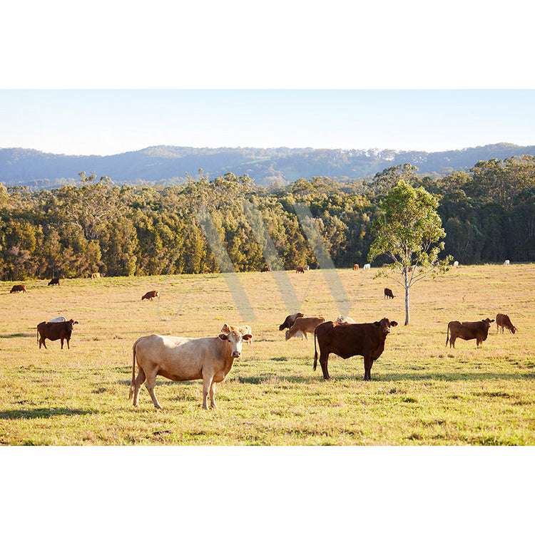 Cows grazing in a sunny pasture with scattered trees and a forested hillside in the background.