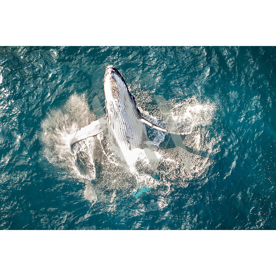 Byron Bay Whale Image 0748 from AWP Image Library beautifully captures a humpback whale breaching above the turquoise waters, showcasing its striking white and dark gray patterns against the vast sea backdrop.