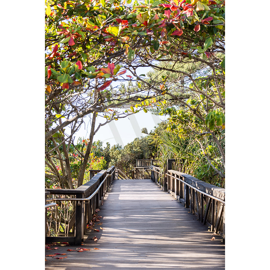 Coolum Beach Image 9625 from AWP Image Library captures a wooden walkway winding through greenery and trees with red and green leaves, reminiscent of Coolum Beach. Bathed in gentle sunrise light, handrails border the path, creating a serene and inviting scene.