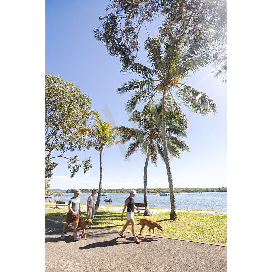 Two people walk their dogs along Gympie Terrace foreshore in Noosa beneath palm trees and blue skies, as seen in Gympie Tce Image 4014 from AWP Image Library.