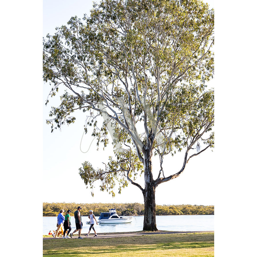 Gympie Tce Image 8070 from AWP Image Library captures a large tree with green leaves by Noosa River, where people and their dogs stroll along Gympie Terrace. In the background, a boat drifts on sunlit water near the forested shoreline of the scenic Sunshine Coast.