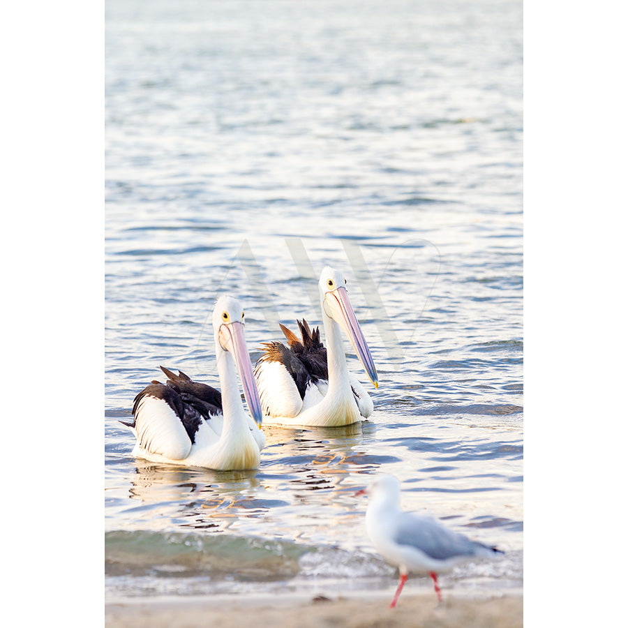 The Gympie Tce Pelicans Image 7553 from AWP Image Library captures two pelicans with white and black feathers on calm waters near the shore, while a seagull with a red beak and legs stands in the foreground on the beach, creating a peaceful scene with rippling water.