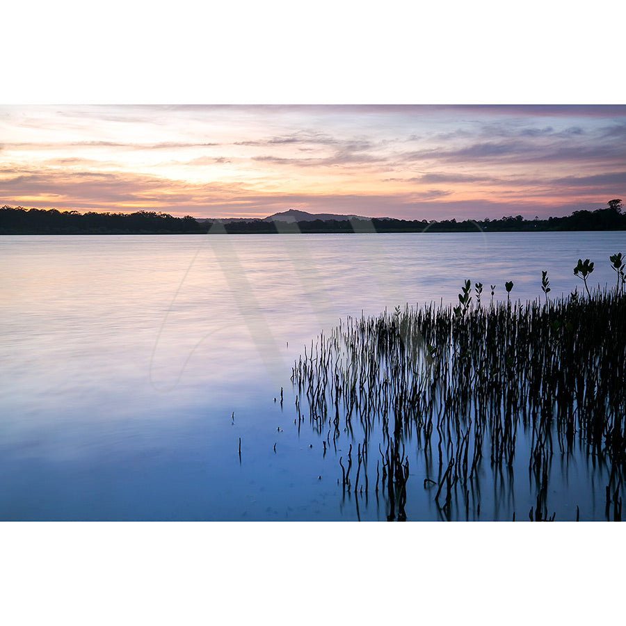 Lake Doonella image 8464 by AWP Image Library captures a sunset over a tranquil lake on the Sunshine Coast. Soft pink, purple, and orange hues fill the sky, with tall reeds in the foreground and silhouettes of distant trees near Noosa National Park on the horizon.