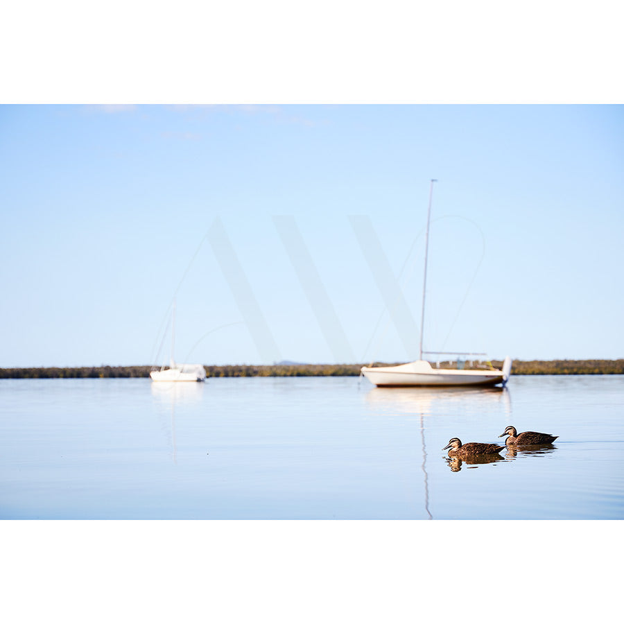 Two ducks glide across the calm waters, perfectly mirrored, while two sailboats float under a clear sky. The distant tree line showcases Lake Cootharabas natural beauty in the Noosa Everglades. Experience this serene scene with Lake Cootharaba 3318 from AWP Image Library.
