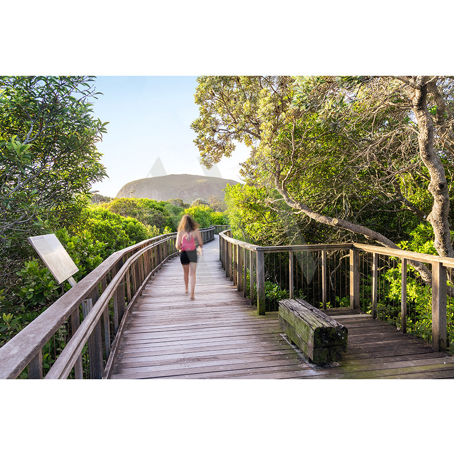 A woman with long hair enjoys a wooden boardwalk amidst greenery under a clear sky, with the majestic Mount Coolum visible, as captured in Mount Coolum Image 5835 by AWP Image Library.