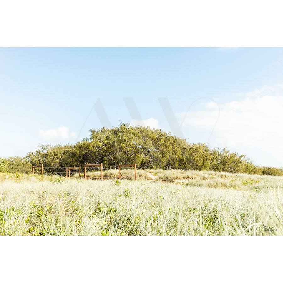 A grassy field with a wooden fence leads to a dense cluster of trees under a clear blue sky, resembling the natural beauty seen in AWP Image Librarys Mudjimba Beach Image 0751.