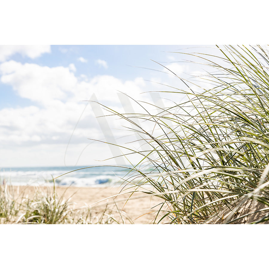 The Mudjimba Beach Image 0776 from AWP Image Library captures a tranquil beach with swaying grass in the foreground and a sandy shore leading to the ocean, all beneath a bright blue sky sprinkled with fluffy clouds.