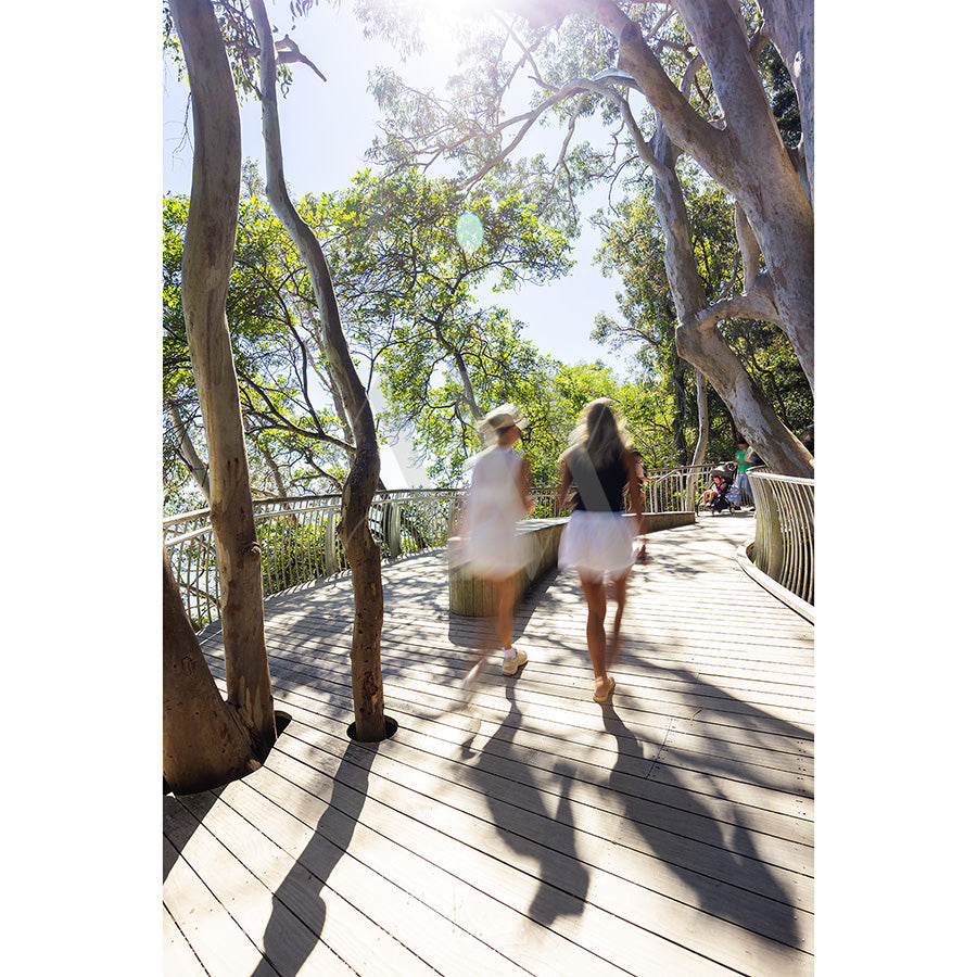 Noosa Image 5007 by AWP Image Library captures two people walking on a curving wooden boardwalk in Noosa, surrounded by tall trees and dappled sunlight, enjoying the paradise lifestyle under a clear sky.