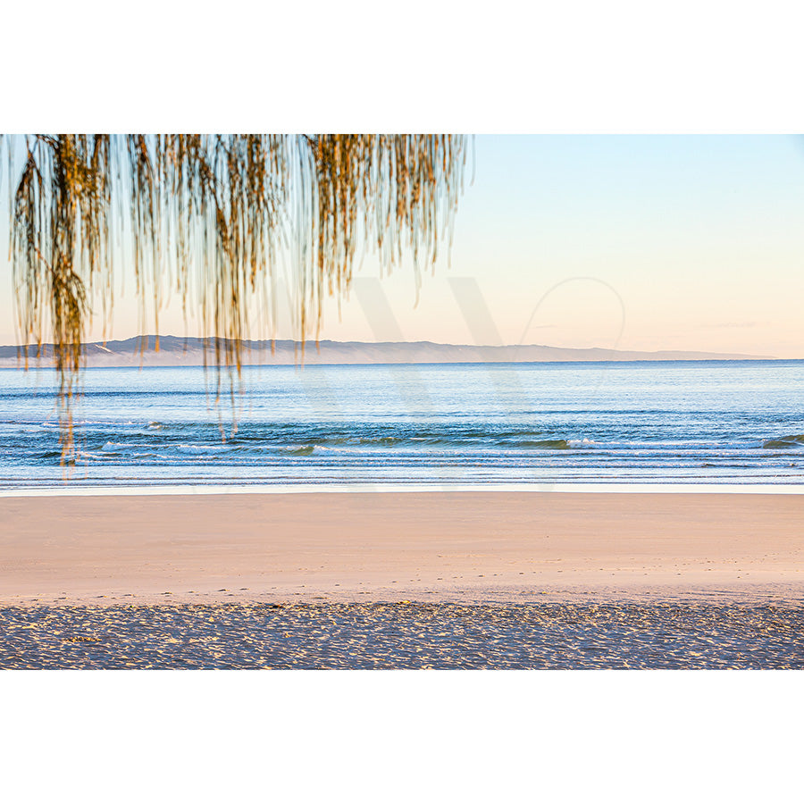 Enjoy the tranquil view of Noosa Main Beach at sunrise with gentle waves and a sandy shoreline, framed by hanging tree branches. The scene, captured in Image 185 by AWP Image Library, showcases calm seas under clear skies with distant hills on the horizon.