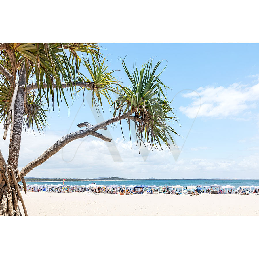 A sunny scene titled Noosa Main Beach Image 267 from AWP Image Library depicts a clear blue sky, palm tree in the foreground, and crowds under white sunshades on the beach. The ocean and distant islands or hills complete the horizon.