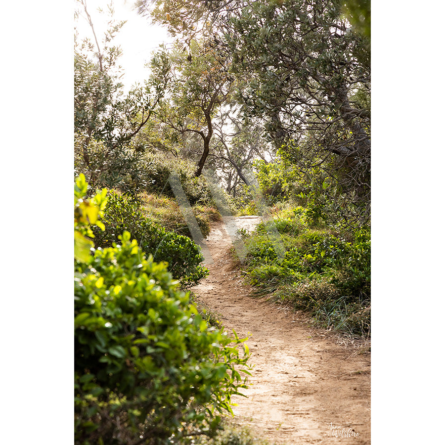 The Noosa National Park Image 3144 from AWP Image Library captures a sunlit dirt path winding through lush green bushes and trees. Dappled sunlight filters through the foliage, casting gentle shadows along the serene trail.