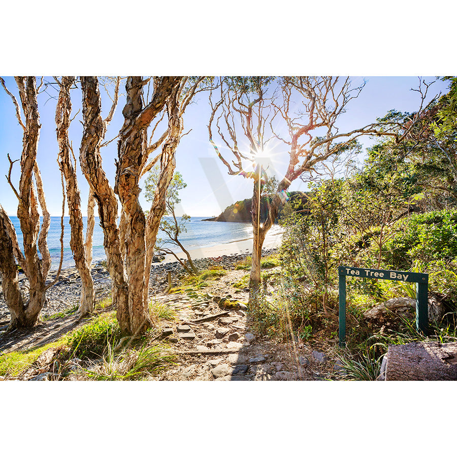 The Noosa Tea Tree Beach Image 391 from AWP Image Library captures a scenic view with sunlight streaming through tall trees along the path to a sandy beach. The calm ocean in the background is visible, and a sign reading Tea Tree Bay is on the right.