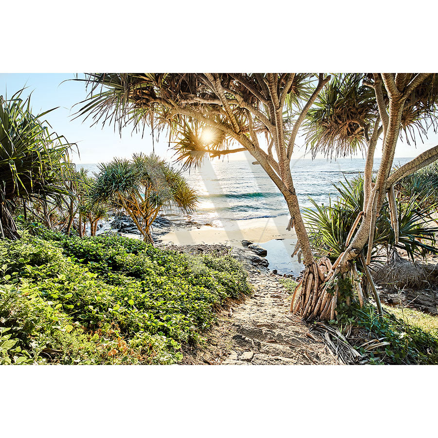 The Coolum Beach Image 0438 from AWP Image Library captures a tropical beach at sunrise, with leafy trees and lush greenery framing the scene as sunlight filters through branches, illuminating the sand and tranquil waves of the blue ocean.